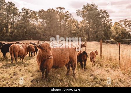 Vaches Highlander dans les pâturages de l'Ohio Banque D'Images