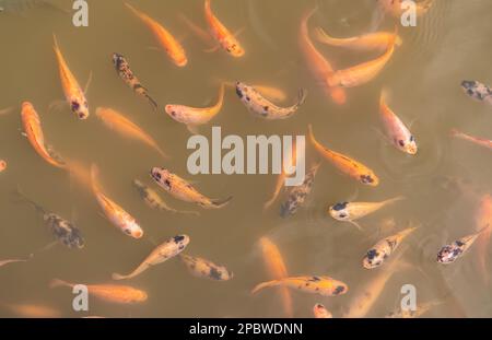 Vue de dessus du tilapia du Nil sur la ferme attendant la nourriture dans l'étang d'aquaculture au moment de la nourriture. Poissons d'eau douce dans l'étang d'aquaculture. Poissons d'eau douce Banque D'Images