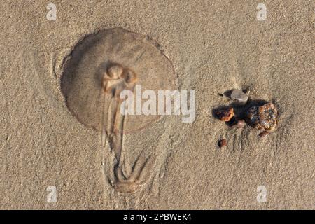 Méduse commune Aurelia aurita (méduse de lune, gelée de lune ou gelée de soucoupe) sur une plage et une poignée de pierres dans le sable humide, vue d'en haut. Banque D'Images