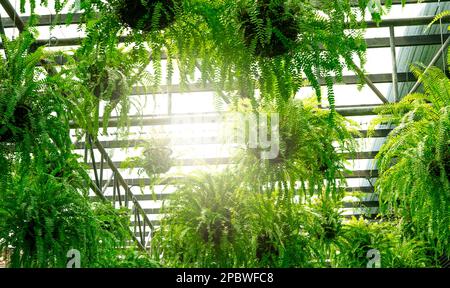 Fougères aux feuilles vertes dans des paniers suspendus. Charmant jardin suspendu intérieur. Plantes de fougères de Boston dans la décoration de pot suspendu dans le jardin. Design élégant Banque D'Images