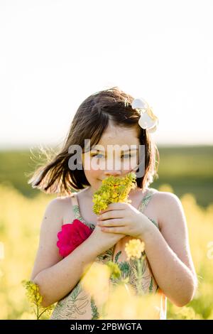 Gros plan de fleurs odorantes de sept ans dans Field à San Diego Banque D'Images