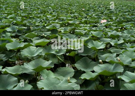 fleur de lotus avec feuilles vertes Banque D'Images