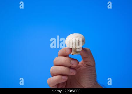 Champignons Champignon blanc frais et crus tenus par la main mâle caucasienne. Gros plan en studio, isolé sur fond bleu. Banque D'Images