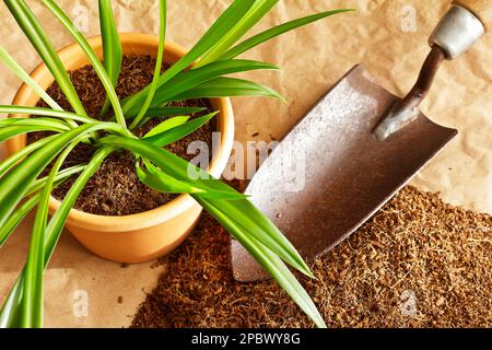 Substrat de fibre de coco sec rendu écologique et bon marché à partir de briques de coco, utilisé comme terre de culture ou d'empotage, avec truelle et une plante en pot. Banque D'Images