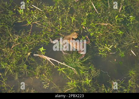 Grenouilles communes nageant dans un étang de forêt. Gros plan, vue de dessus, jour ensoleillé, personne. Banque D'Images