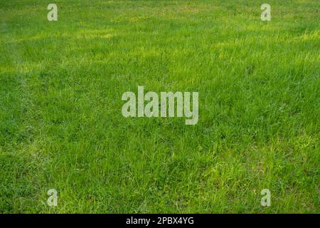 Champ d'herbe naturel non fauchée dans la nature, vue de dessus, pas de personnes. Banque D'Images