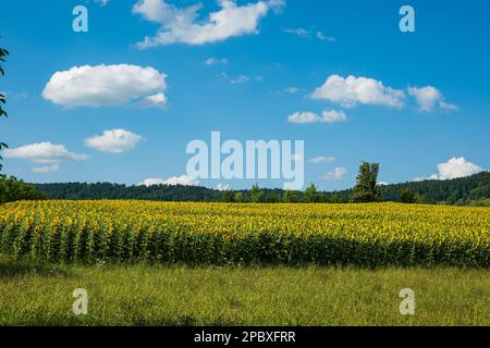 Champ de tournesol en pleine floraison en Suisse Europe. Gros plan, pas de personne, ciel bleu ensoleillé et nuages blancs bouffis Banque D'Images