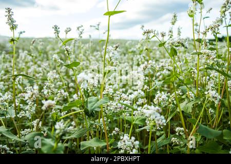 Paysage rural. Champ de sarrasin en fleurs. Sarrasin blanc éclatant au printemps sur le terrain contre le ciel bleu avec des nuages. Bonne récolte Banque D'Images