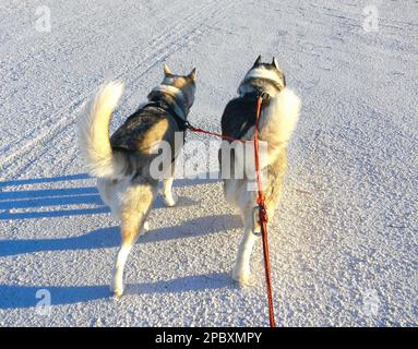 2 Huskies tirant sur du gravier blanc pur au soleil tôt le matin Banque D'Images