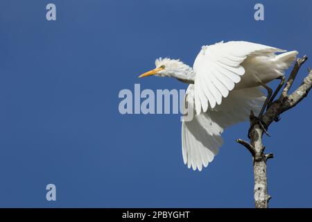 Un élevage de bovins adultes (Bulbulcus ibis) en plumage de reproduction partielle se préparant à se lancer en vol. Bundaberg Queensland Australie Banque D'Images