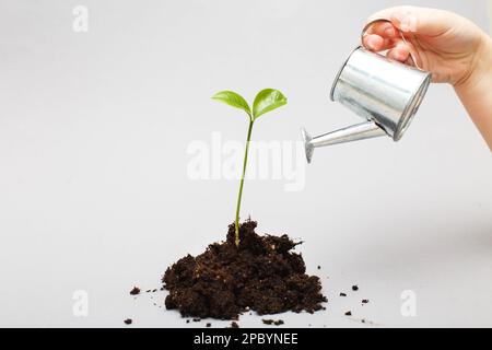 Petite plantule dans un tas de sol. La main de l'enfant arrose une germe d'un jouet arrosoir peut isolé sur un fond de papier gris à proximité. Banque D'Images