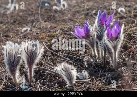 Des fleurs moelleuses de Pulsatilla vernalis fleurissent dans la nature au printemps. Crimée Banque D'Images