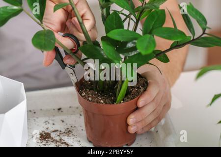 Transplantant des zamiokulkas d'un petit pot à un grand. Un homme coupe une vieille casserole avec des ciseaux pour sortir une plante avec des bulbes trop grands. Jardinage de printemps. Banque D'Images