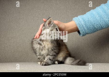 Une femme qui a un joli chaton moelleux sur un canapé gris, en gros plan Banque D'Images