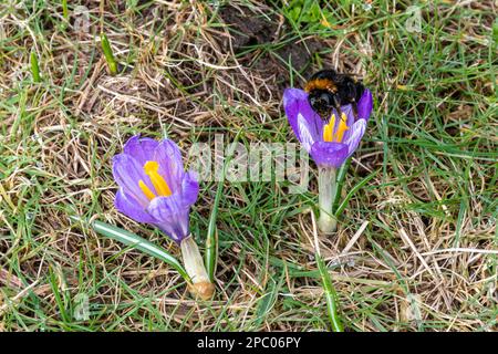 Queen (Bombus terrestris) à queue de bumblebee, portant sur des crocus violets, fleur de printemps, Crocus vernus, Angleterre, Royaume-Uni, En mars Banque D'Images