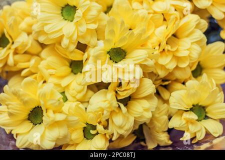 Beauté des fleurs de la vraie fleur de petits chrysanthèmes jaunes comme arrière-plan Banque D'Images