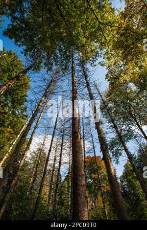 Arbres d'automne avec des feuilles colorées dans une scène forestière en Europe. Jour, très grand angle, faible angle de vue, pas de personne. Banque D'Images
