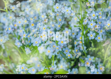 Vraies fleurs jolies et délicates de bleu oublier-me-nots comme symbole de bonheur et de pureté Banque D'Images