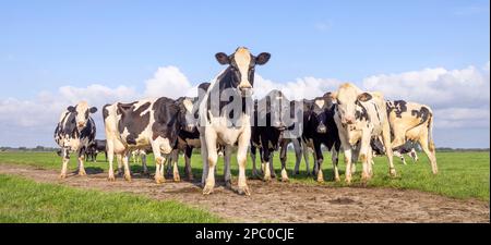 Vaches, une vache à l'avant, un troupeau noir et blanc, ensemble dans un champ, heureux et joyeux et un ciel bleu, une vue panoramique large Banque D'Images