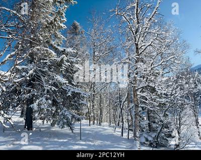 Paysage hivernal avec des arbres enneigés et un ciel bleu clair à Jämtland Suède Banque D'Images