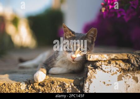 un chat errant assis sur l'asphalte à l'extérieur et regardant la caméra Banque D'Images