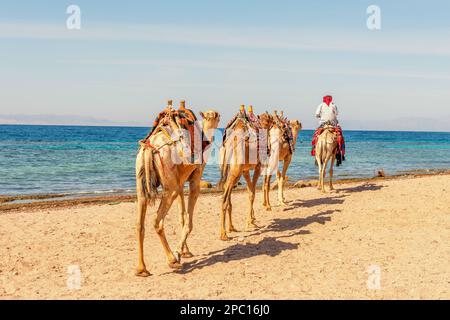 Caravane de chameaux pour touristes.Un safari à dos de chameau à Dahab.Égypte. Banque D'Images