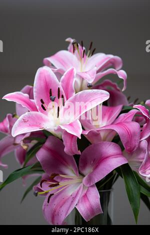 Bouquet de lys orientaux roses dans un vase. Gros plan en studio, pas de personne. Banque D'Images