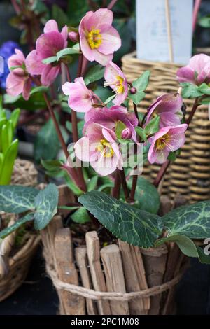 Fleurs hellébore roses Helleborus orientalis en pot en bois Banque D'Images