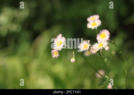 Belles pâquerettes blanches et fleurs sauvages qui poussent dans la prairie ensoleillée d'été. Banque D'Images