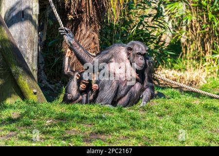 Femme et bébé Chimpanzé (Pan troglodytes) dans l'enceinte du sentier Budongo au zoo d'Édimbourg, en Écosse, au Royaume-Uni Banque D'Images