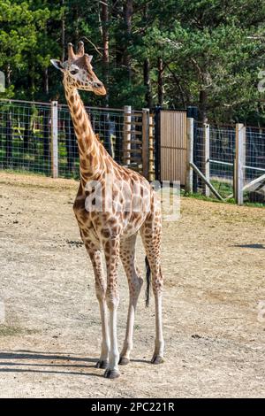 Solitaire mâle Nubian Giraffe dans une enceinte extérieure au zoo d'Édimbourg en Écosse, au Royaume-Uni Banque D'Images