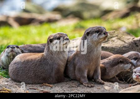 Groupe familial de loutres asiatiques à petit clawed (Aonyx cinerea) en enceinte au zoo d'Édimbourg, en Écosse, au Royaume-Uni Banque D'Images