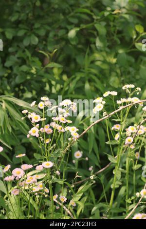 Belles pâquerettes blanches et fleurs sauvages qui poussent dans la prairie ensoleillée d'été. Banque D'Images