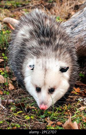 Opossum plein corps vue marchant sur le sol recherche pour la nourriture face à la caméra, verticale. Cet animal a 6 mois et est considéré comme un adulte. Banque D'Images