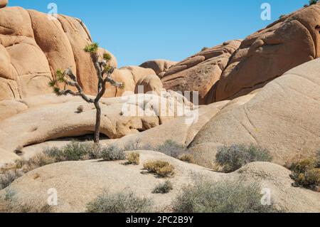 Joshua Tree National Park, Californie Banque D'Images