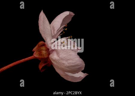 Prune Tree Blossom Royaume-Uni Banque D'Images