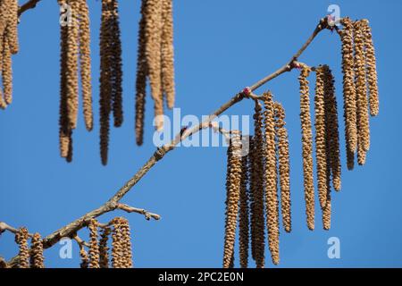 Noisette turque, Corylus colurna fleurissent sur la branche Banque D'Images