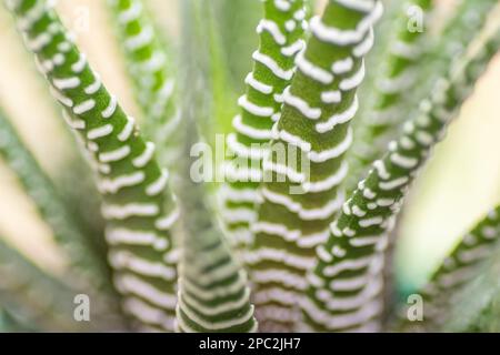 Gros plan d'un zèbre haworthia succulent. Banque D'Images