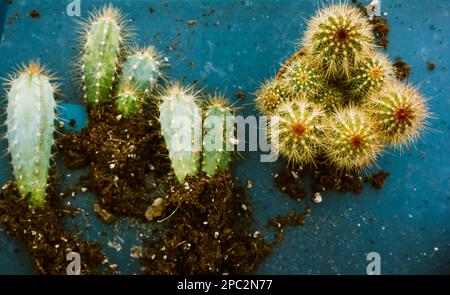 Replantation replantation de cactus. Cactus vert épineux dans le sol sur la vue de dessus de la surface bleue. Plantes en croissance, culture. Jardinage, horticulture. Accueil ga Banque D'Images