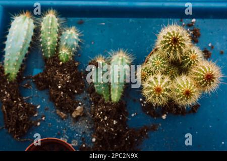 Replantation replantation de cactus. Cactus vert épineux dans le sol sur la vue de dessus de la surface bleue. Plantes en croissance, culture. Jardinage, horticulture. Accueil ga Banque D'Images