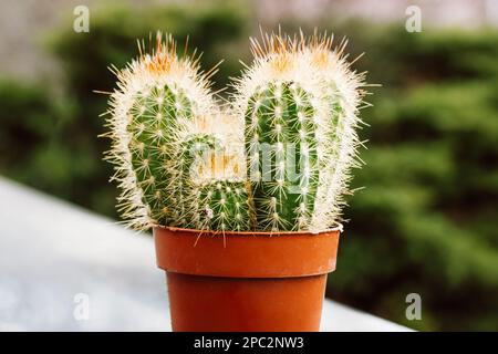 Cactus en pot Pilosocereus pachycladus poussant dans un pot à fleurs d'orange dans le jardin d'accueil. Plante du désert en pot à l'extérieur. Cactus columnar bleu (Pi Banque D'Images