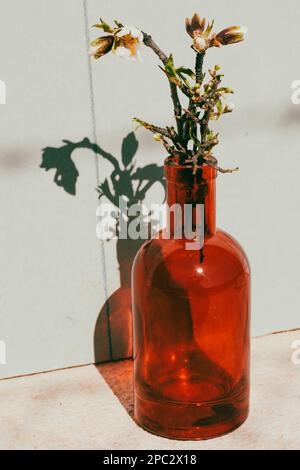 Branche d'amande en fleur dans vase en verre rouge clair photo verticale avec ombre Banque D'Images
