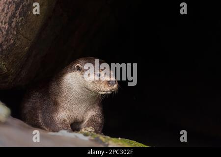 Otter s'assit à l'entrée de son holt. Banque D'Images