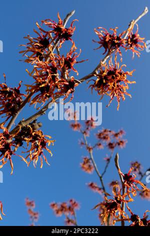 Hamamelis 'Jelena', hiver, Fleur, Hamamelis x intermedia 'Jelena', Witch Hazel, branches Banque D'Images