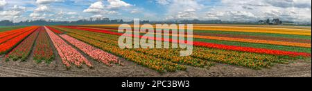 Champ de bulbes de tulipes en champ, panorama de la saison de printemps à Lisse près d'Amsterdam pays-Bas Banque D'Images