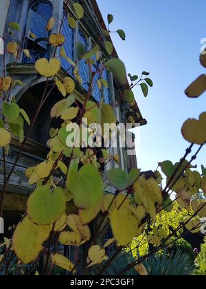 Détail d'un arbuste en automne avec une maison en bois encadrée derrière. Banque D'Images