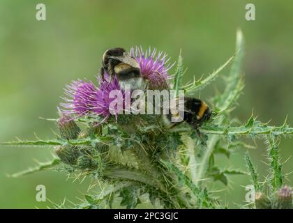 Abeille à queue blanche (Bombus lucorum) collectant du pollen dans un jardin rural, Dumfries, en Écosse du Sud-Ouest Banque D'Images