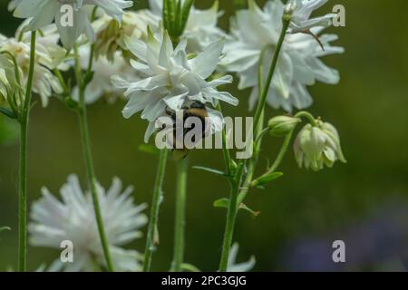 Abeille à queue blanche (Bombus lucorum) collectant du pollen dans un jardin rural, Dumfries, en Écosse du Sud-Ouest Banque D'Images