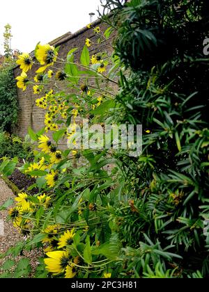 Détail des tournesols vivaces en pleine fleur. Banque D'Images