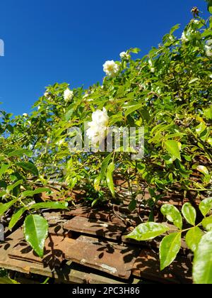 Détail d'une rose grimpant blanche sur un toit en tuiles rouges. Banque D'Images